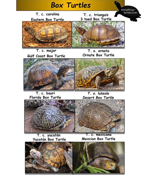 eastern box turtle size chart